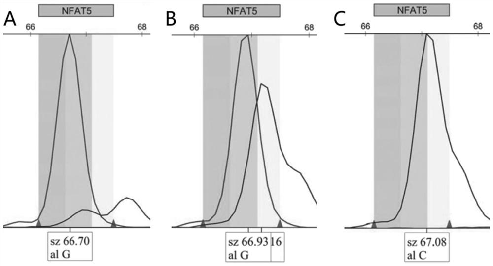 A molecular marker of nfat5 gene related to growth traits of goat and its application
