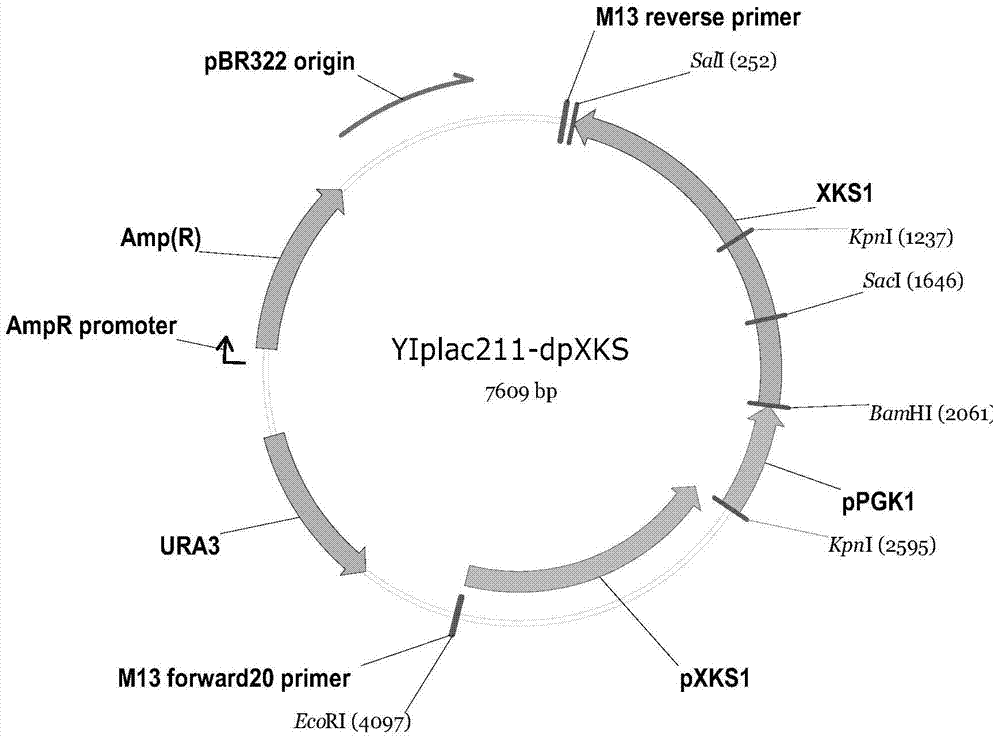 Saccharomyces cerevisiae engineering bacterium for performing alcohol fermentation by using xylose, and preparation method and application thereof