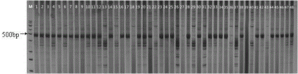 Rapid positioning method of cotton single locus quality gene in chromosome