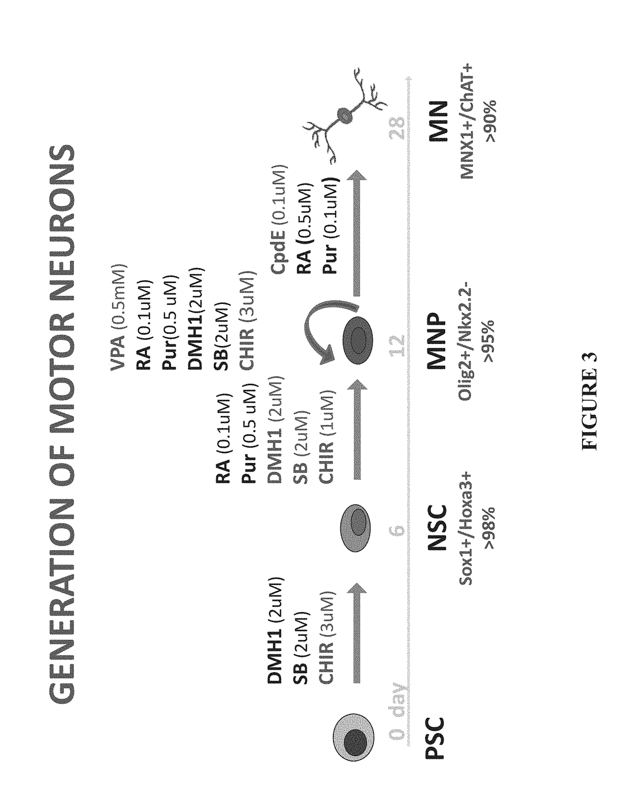 Methods of maintaining, expanding, and differentiating neuronal subtype specific progenitors