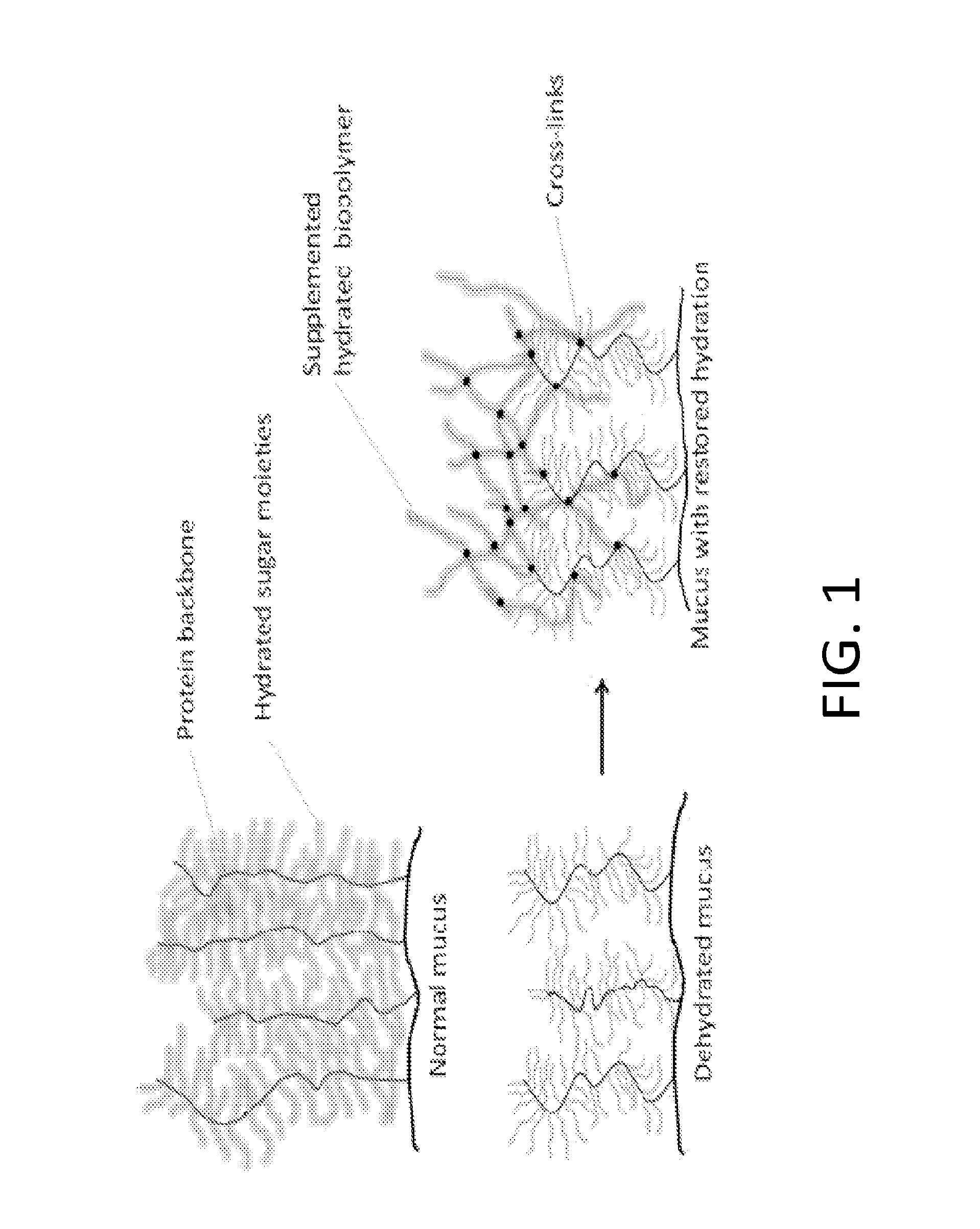 Lectin conjugates for mucin hydration