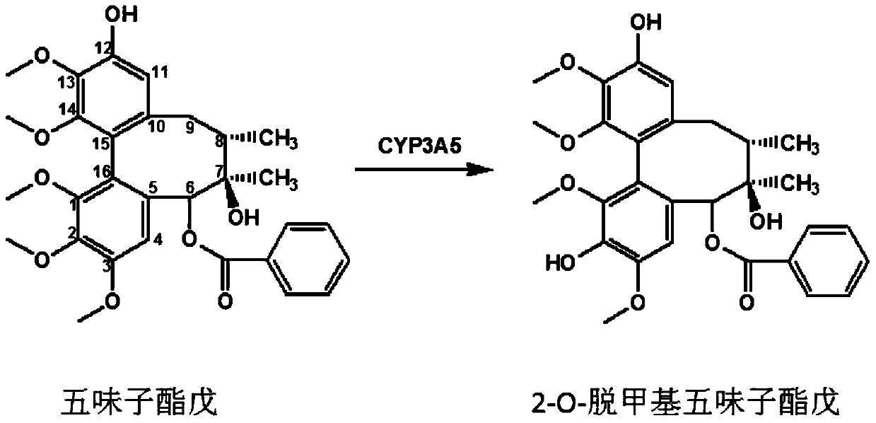 A Novel Cytochrome p450 3A5 Enzyme Specific Probe Substrate and Its Application