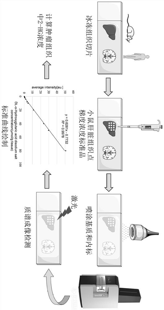 A Mass Spectrometry Method for Quantifying Endogenous Metabolites in Tissue by Molecular Image