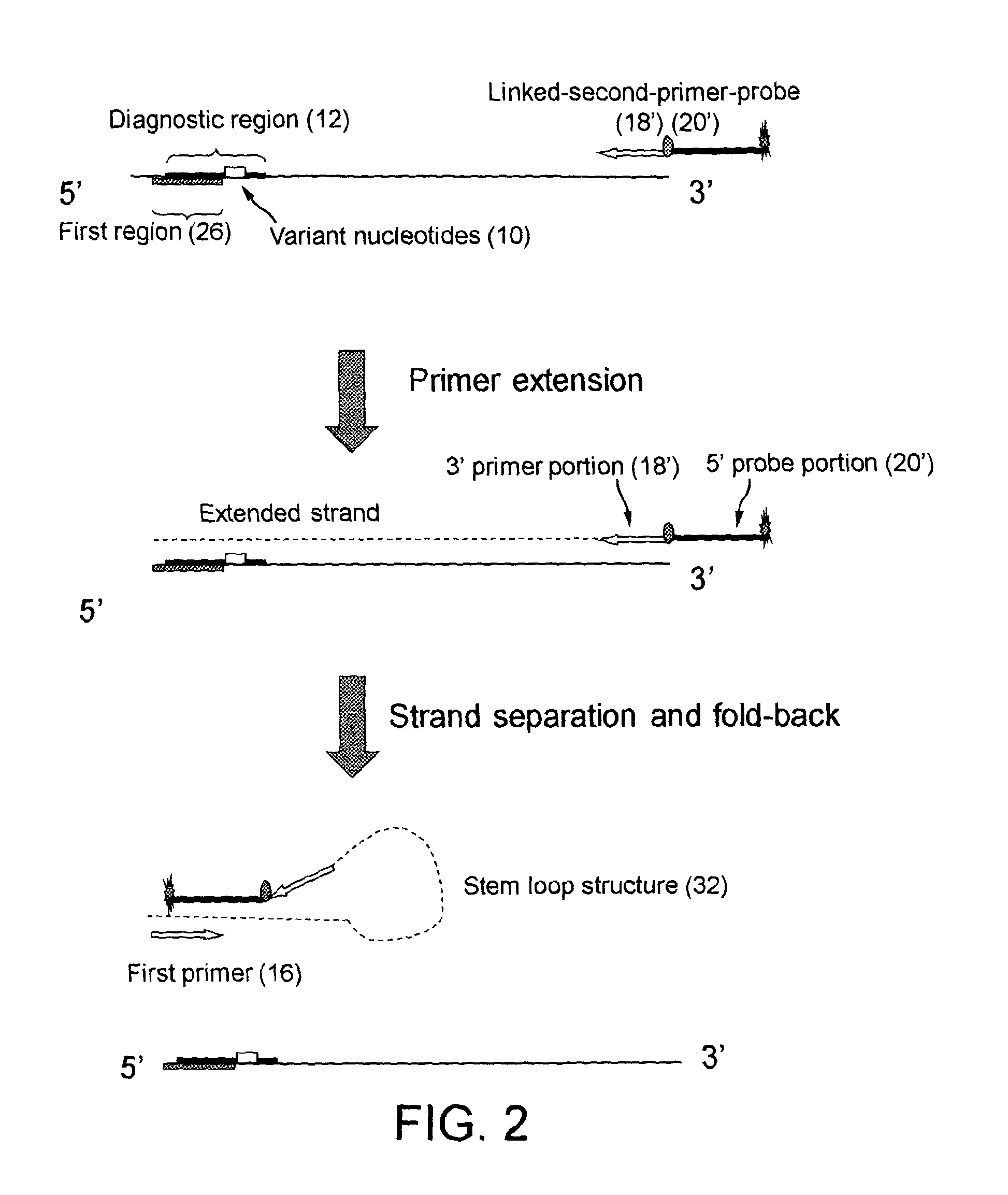 Methods, compositions, and kits for determing the presence/absence of a varian nucleic acid sequence