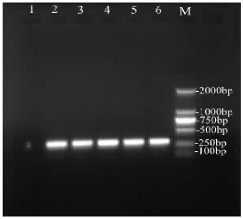 DNA barcoding standard detection fragment for identifying vespa mandarinia and application thereof