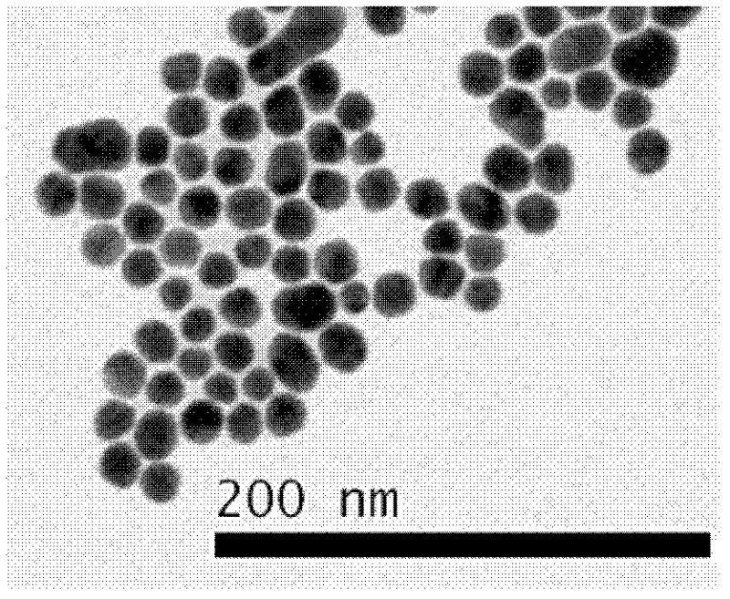 Nanometer immunogold labeling probe for detecting peste des petits ruminants virus (PPRV) and detection kit