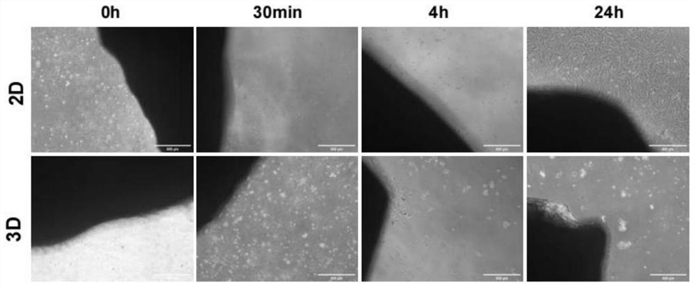 Stem cell three-dimensional odontogenic induction differentiation method and application