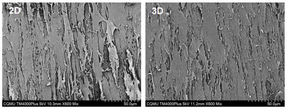 Stem cell three-dimensional odontogenic induction differentiation method and application