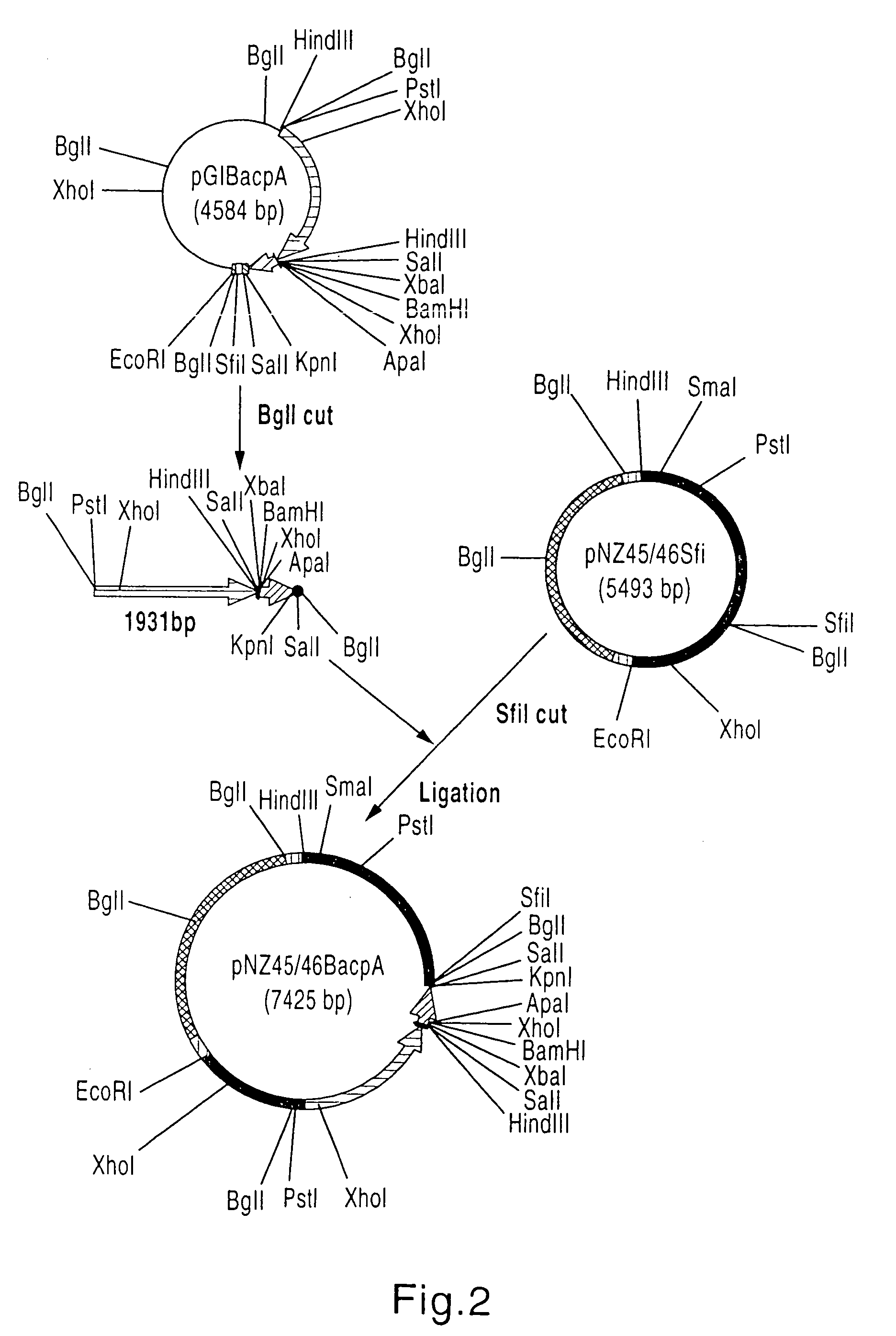 Avian herpesvirus-based recombinant Infectious Bursal Disease vaccine