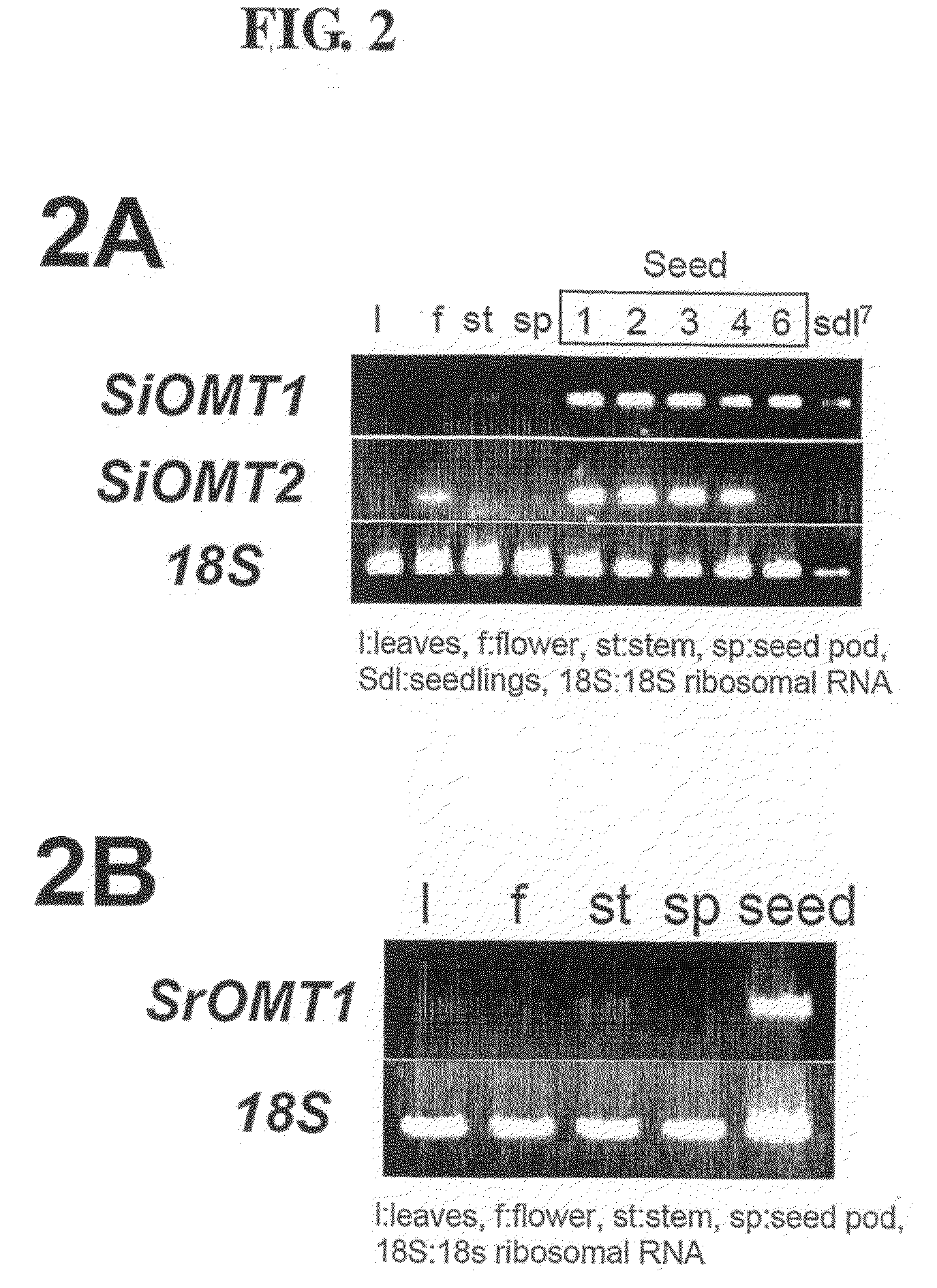 Gene Encoding Lignan Methylation Enzyme