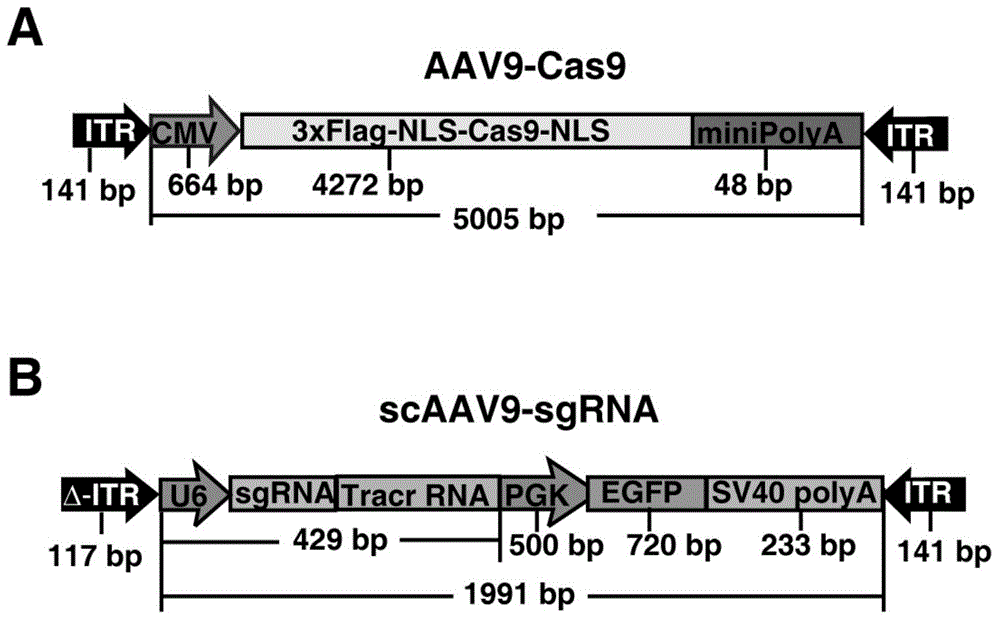 Construction and application of adenovirus-associated viral vector of CRISPR / Cas9 endonuclease system