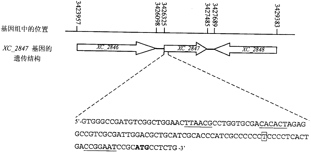 Application of a gene related to Xanthomonas pathogenicity