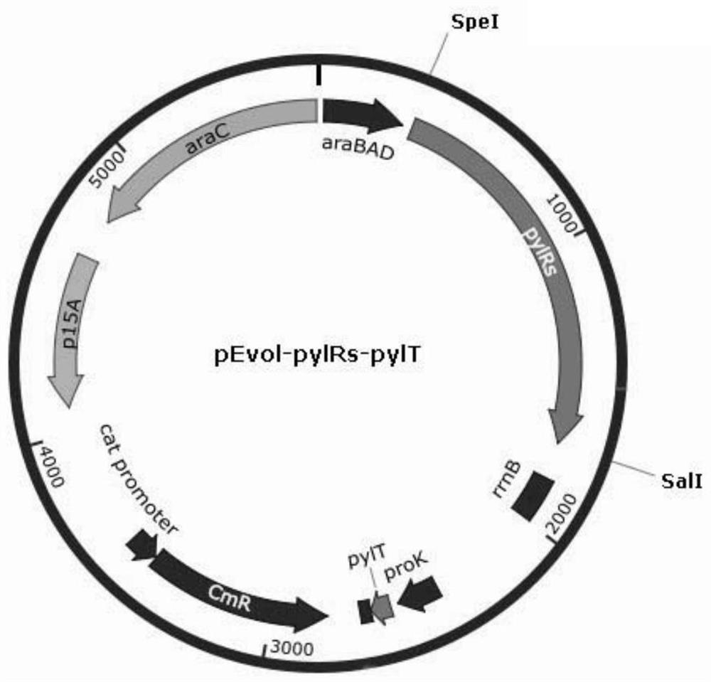 Preparation method of insulin aspart