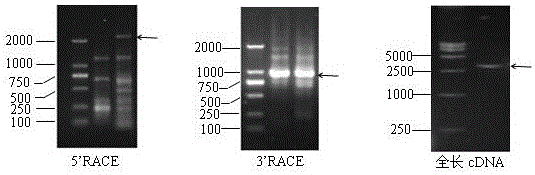 Peanut nbs‑lrr gene and its application in tobacco bacterial wilt resistance