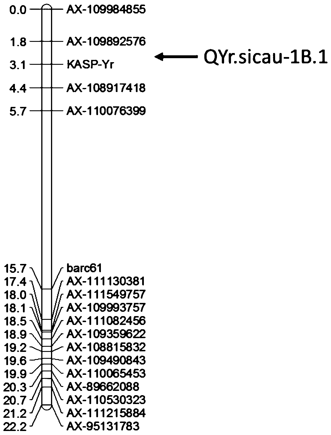 SNP molecular marker linked with wheat stripe rust resistance gene QYr.sicau-1B-1 and application thereof