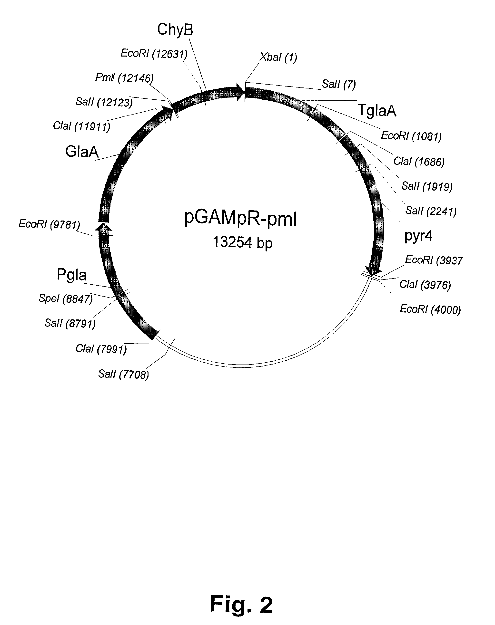 Method of producing non-bovine chymosin and use hereof