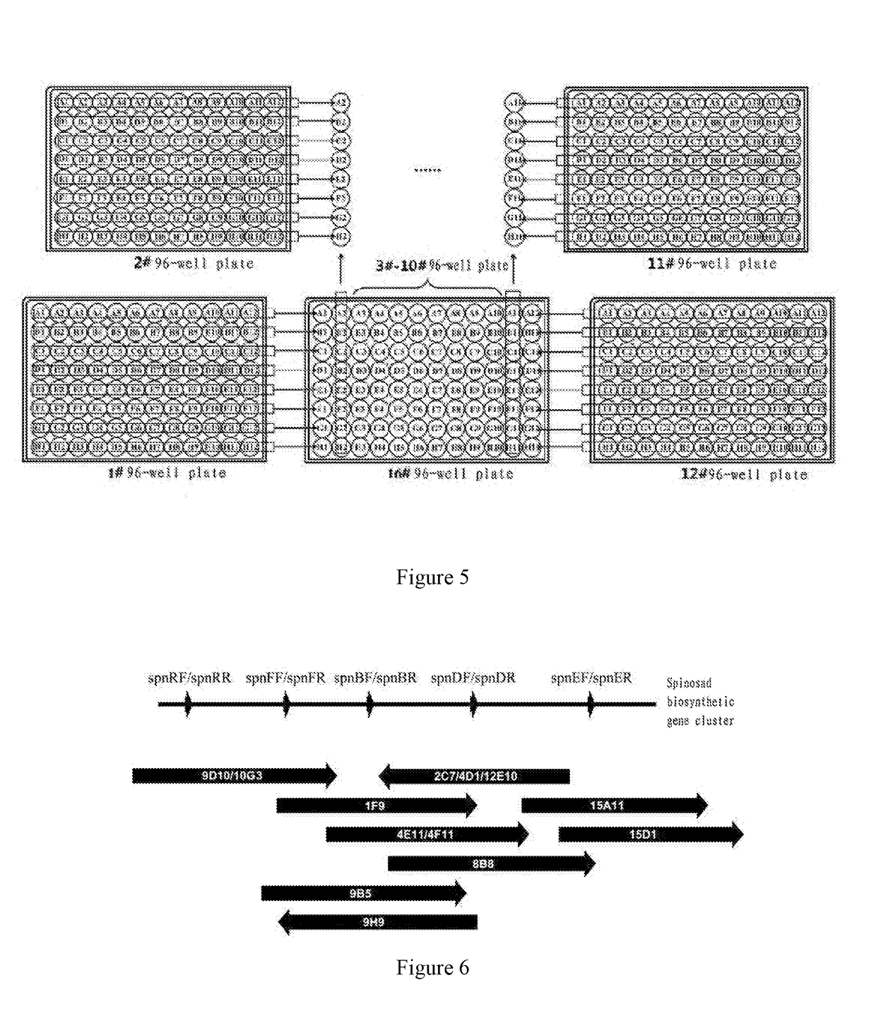 Spinosad heterologous expression strain and construction method thereof and use