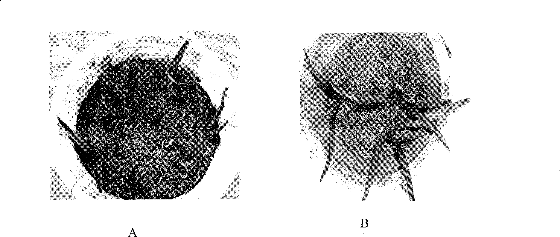 Method for culturing orchid special strain thereof