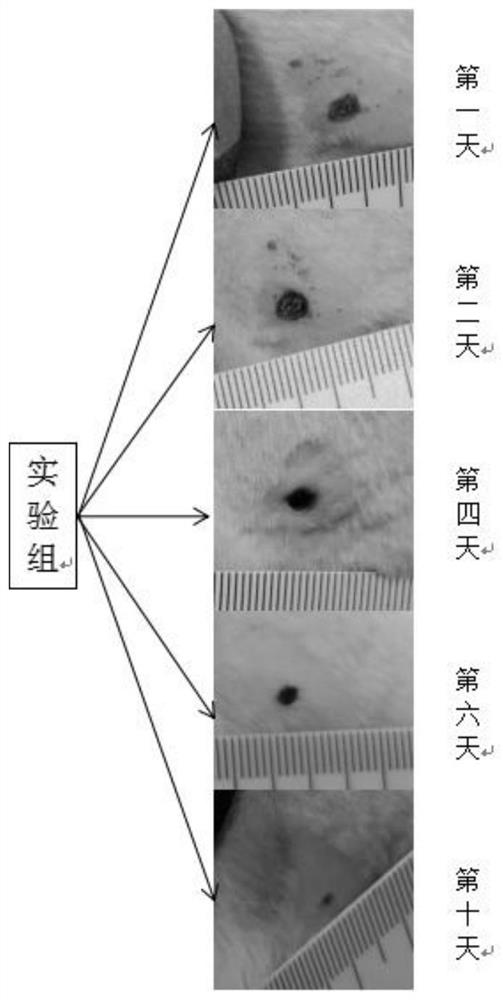 Method for treating ulcerative lesions by using marine drugs