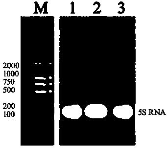 Method for quickly and sensitively detecting micromolecule RNA