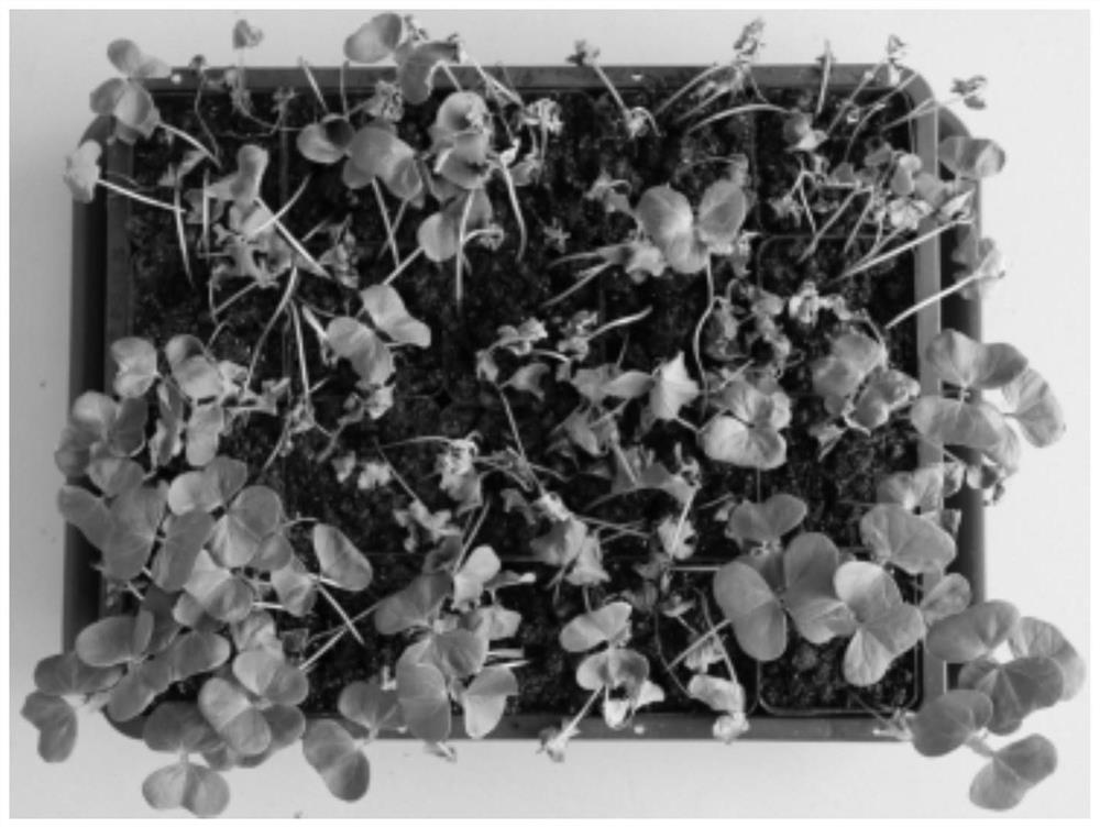 A method for screening cold-resistant cotton varieties and its application