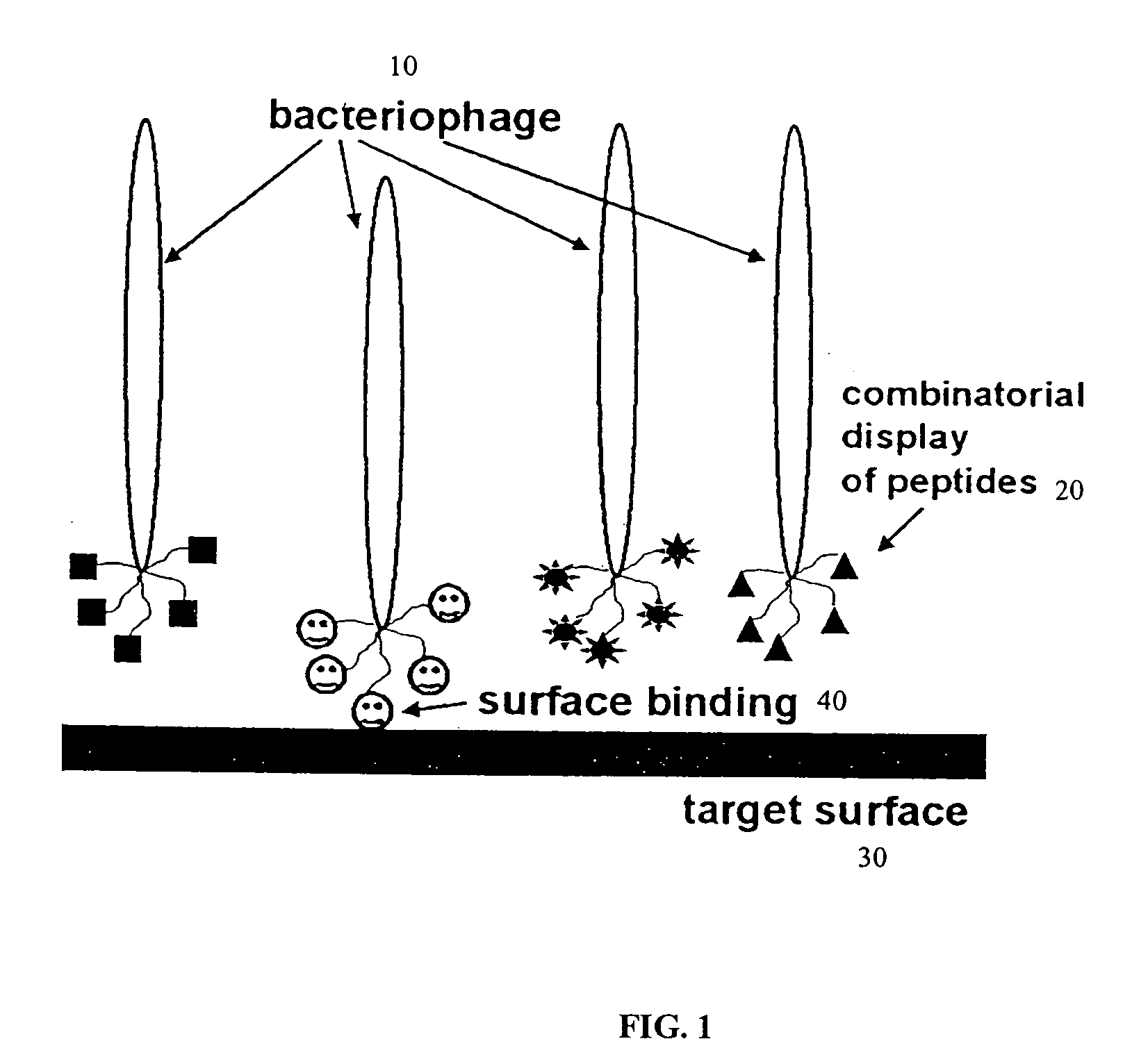 Methods for identifying a peptide that binds a geometrical shape