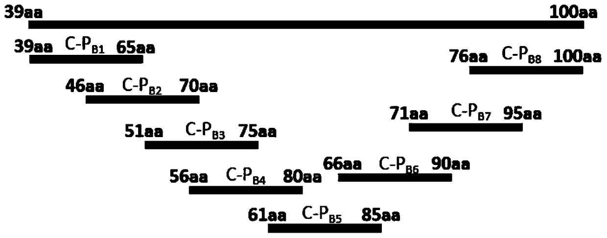 Delayed hypersensitivity epitope polypeptide of mycobacterium bovis cfp-10 and its application