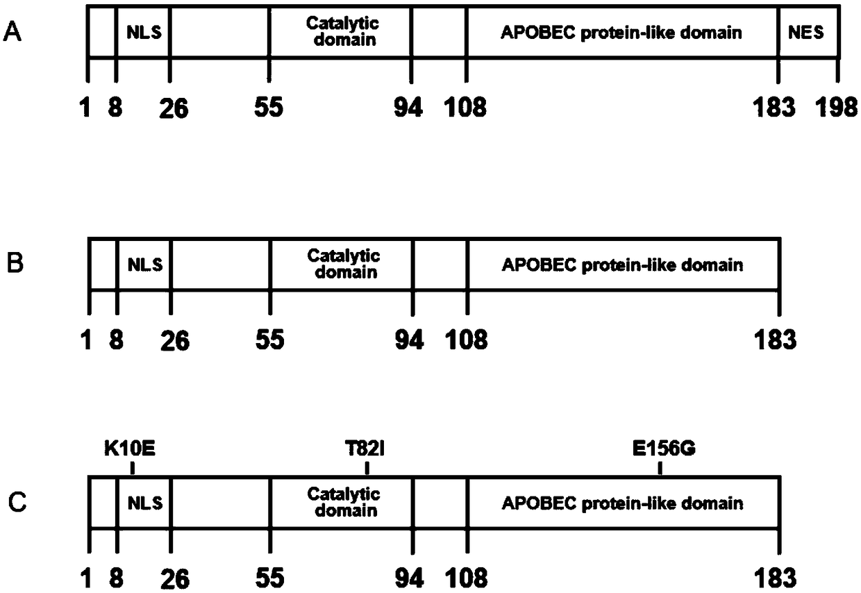 AID (activation-induced cytidine deaminase) mutant and application thereof