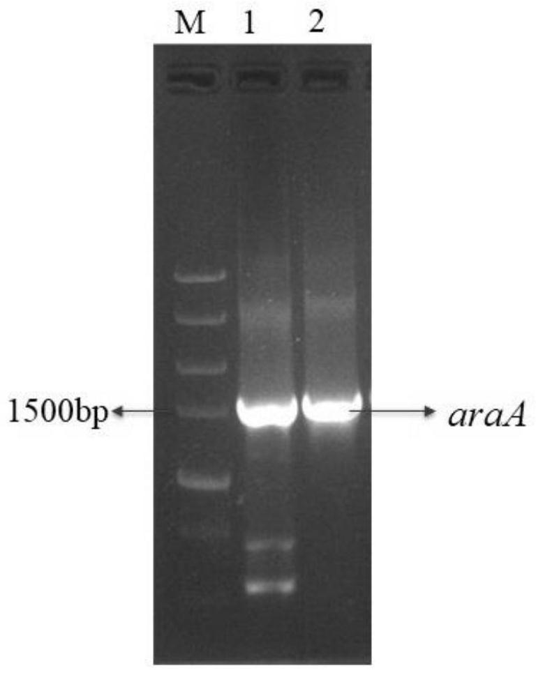 Recombinant L-arabinose isomerase LPAI and construction method and application thereof