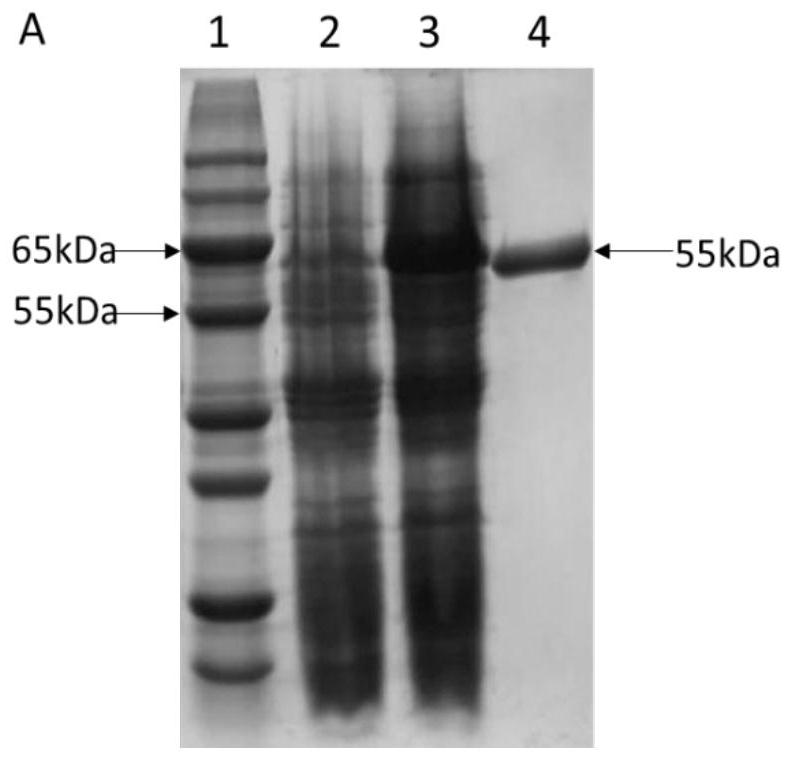 Recombinant L-arabinose isomerase LPAI and construction method and application thereof