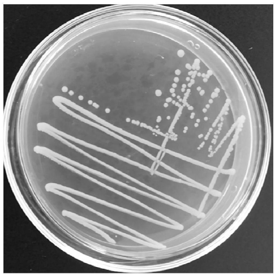 Use of bile acid complex microbial inoculant in preparing pig feed additive