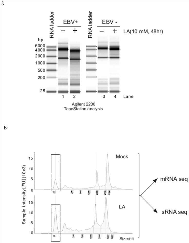 Non-coding small RNA molecular spectrum related to tumor lactic acid microenvironment and application thereof