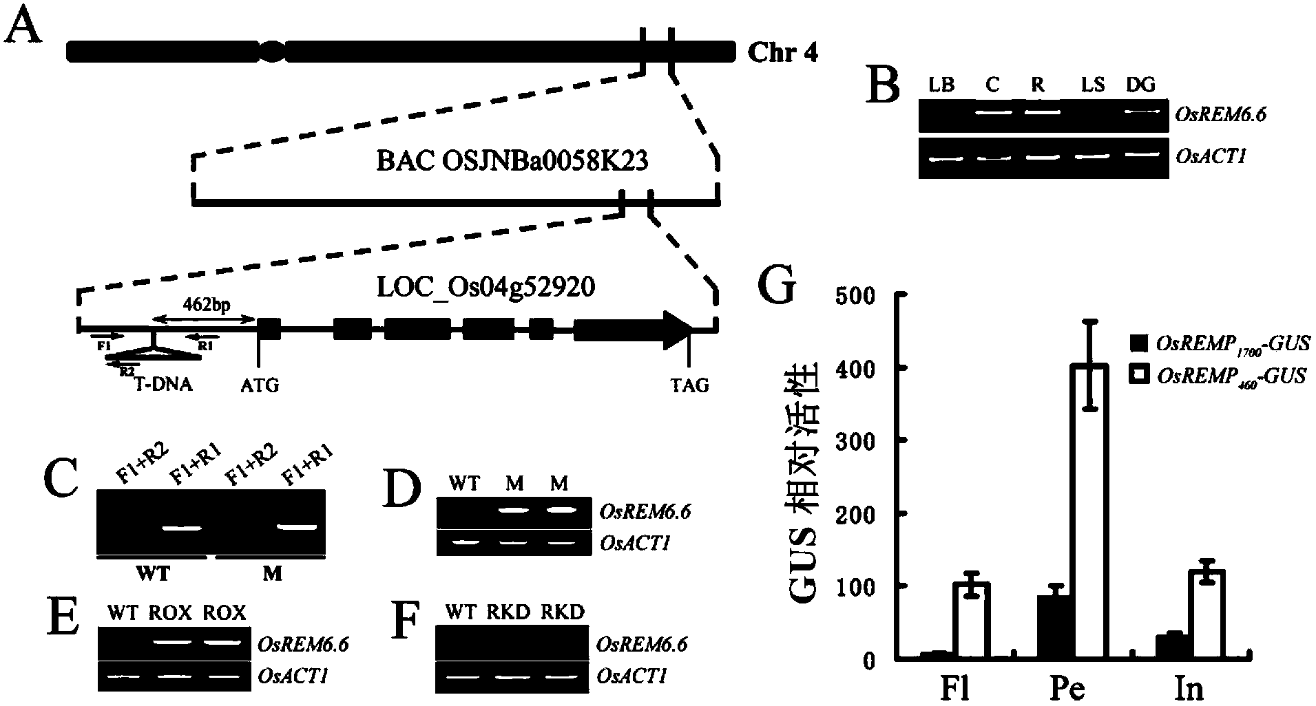 Gene regulating and controlling rice seed setting rate and applications