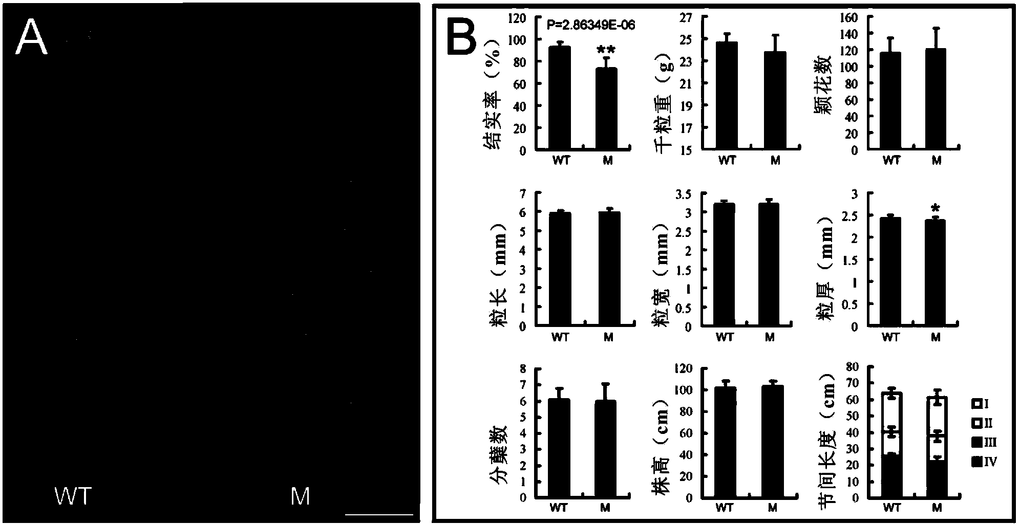 Gene regulating and controlling rice seed setting rate and applications