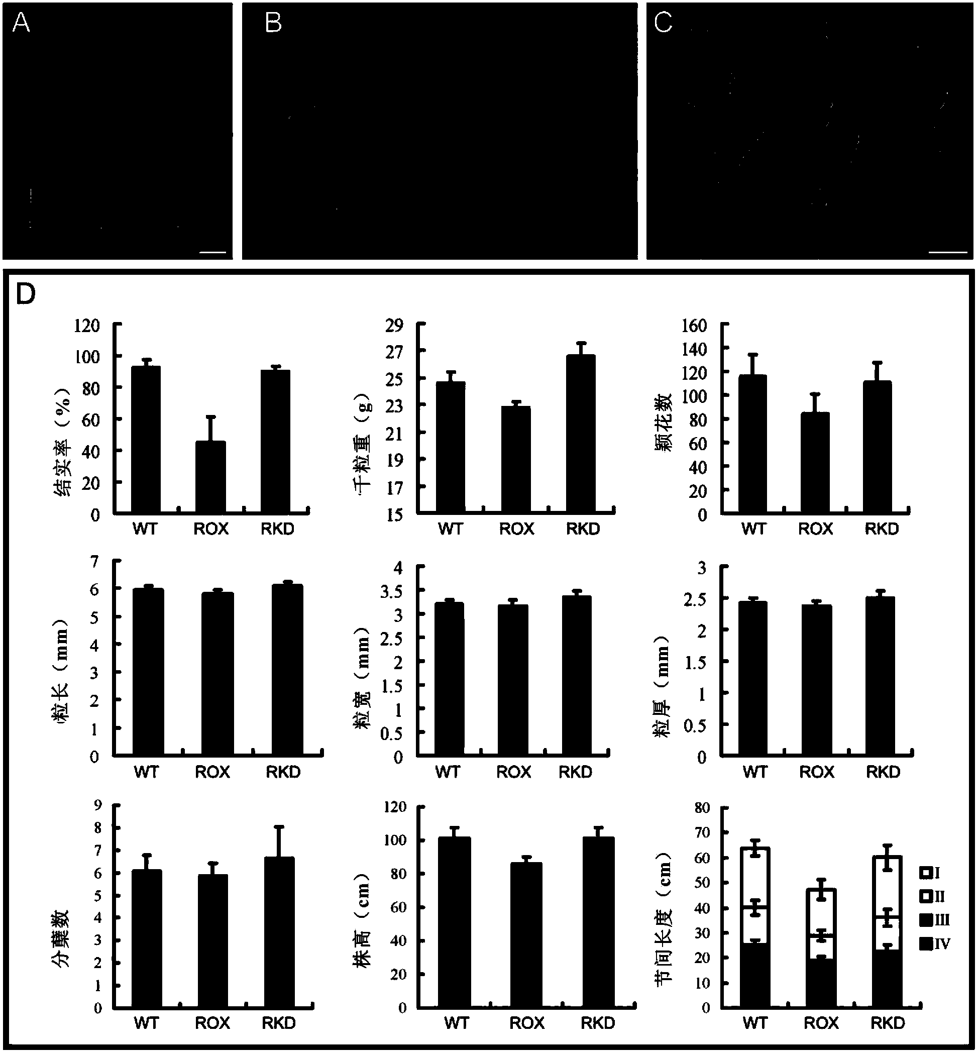 Gene regulating and controlling rice seed setting rate and applications