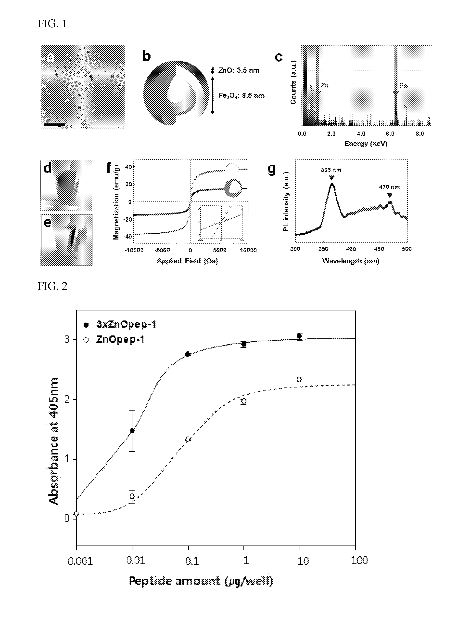 Complex of a protein comprising zinc oxide-binding peptides and zinc oxide nanoparticles, and use thereof