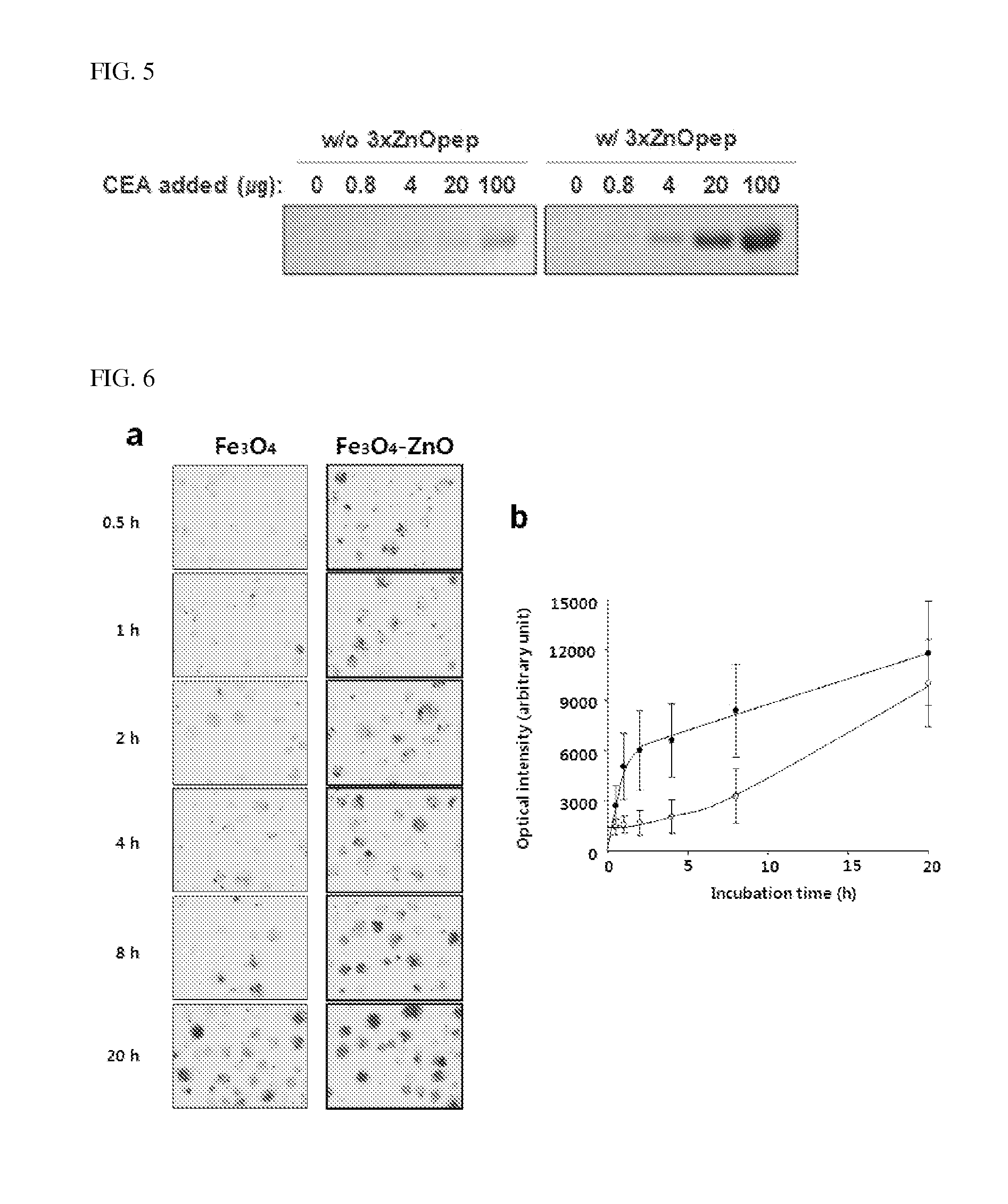 Complex of a protein comprising zinc oxide-binding peptides and zinc oxide nanoparticles, and use thereof