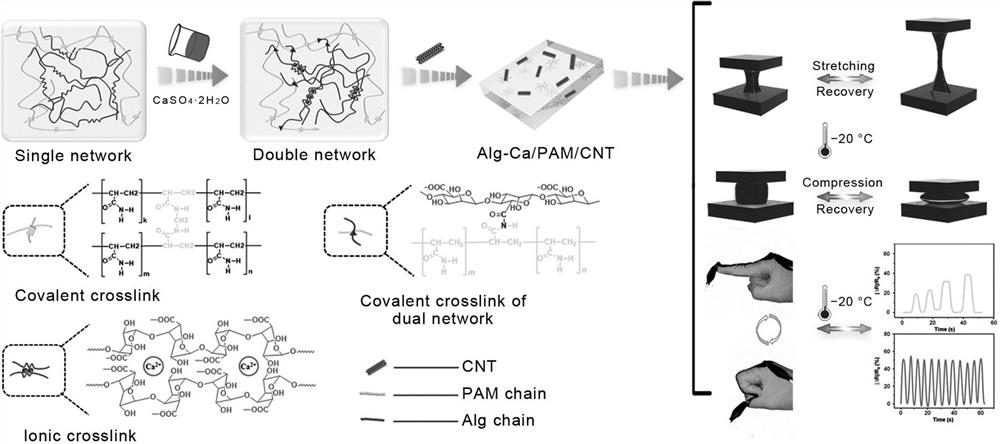 A functional double network hydrogel and its application