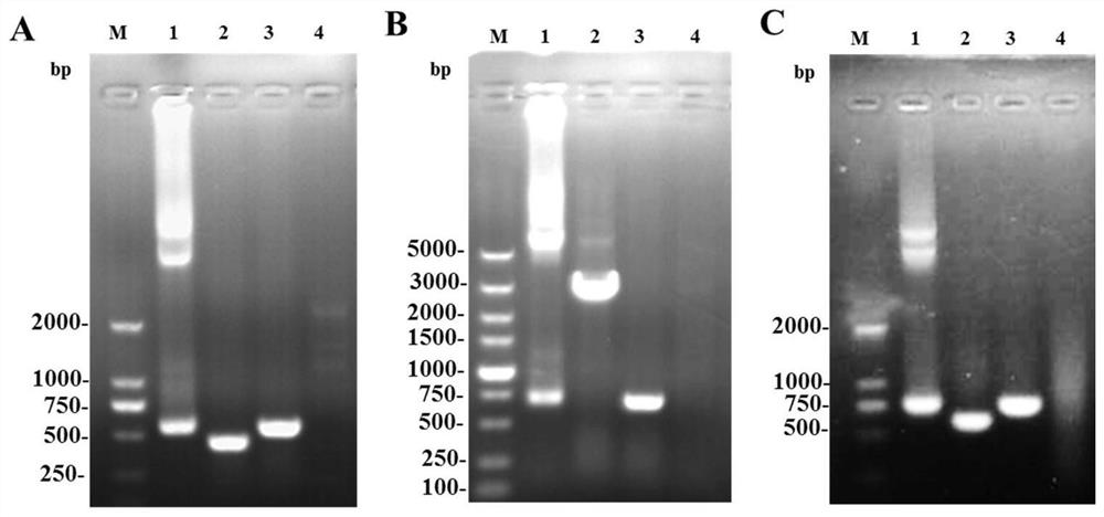 A pseudorabies virus tk, ge, gi and gg gene deletion strain and preparation method and application thereof