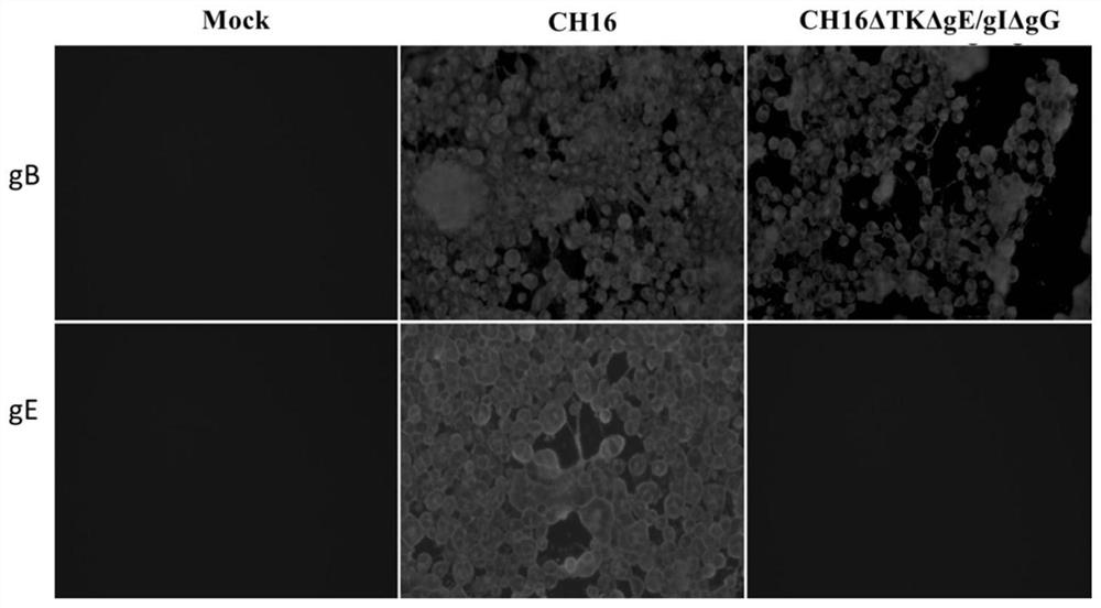 A pseudorabies virus tk, ge, gi and gg gene deletion strain and preparation method and application thereof