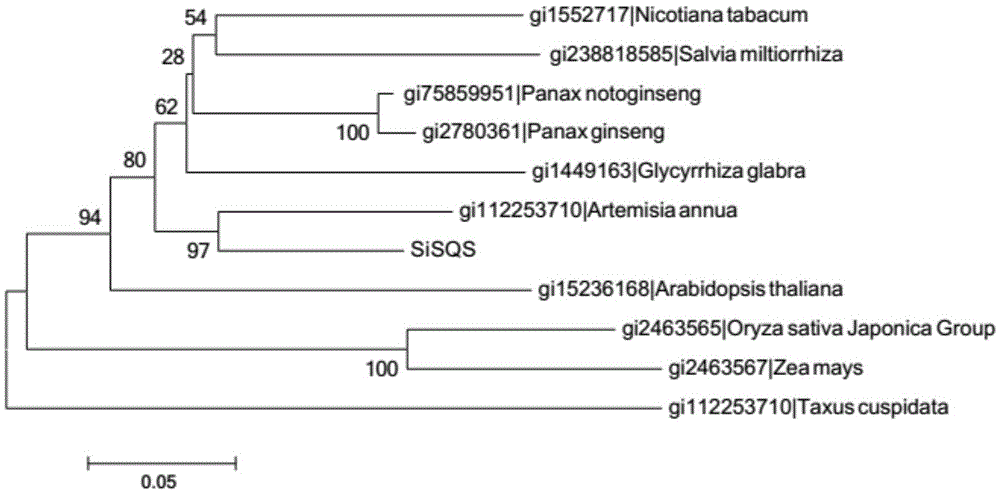 Saussurea involucrata cell squalene synthase (SiSQS) gene as well as products coded by same and application thereof