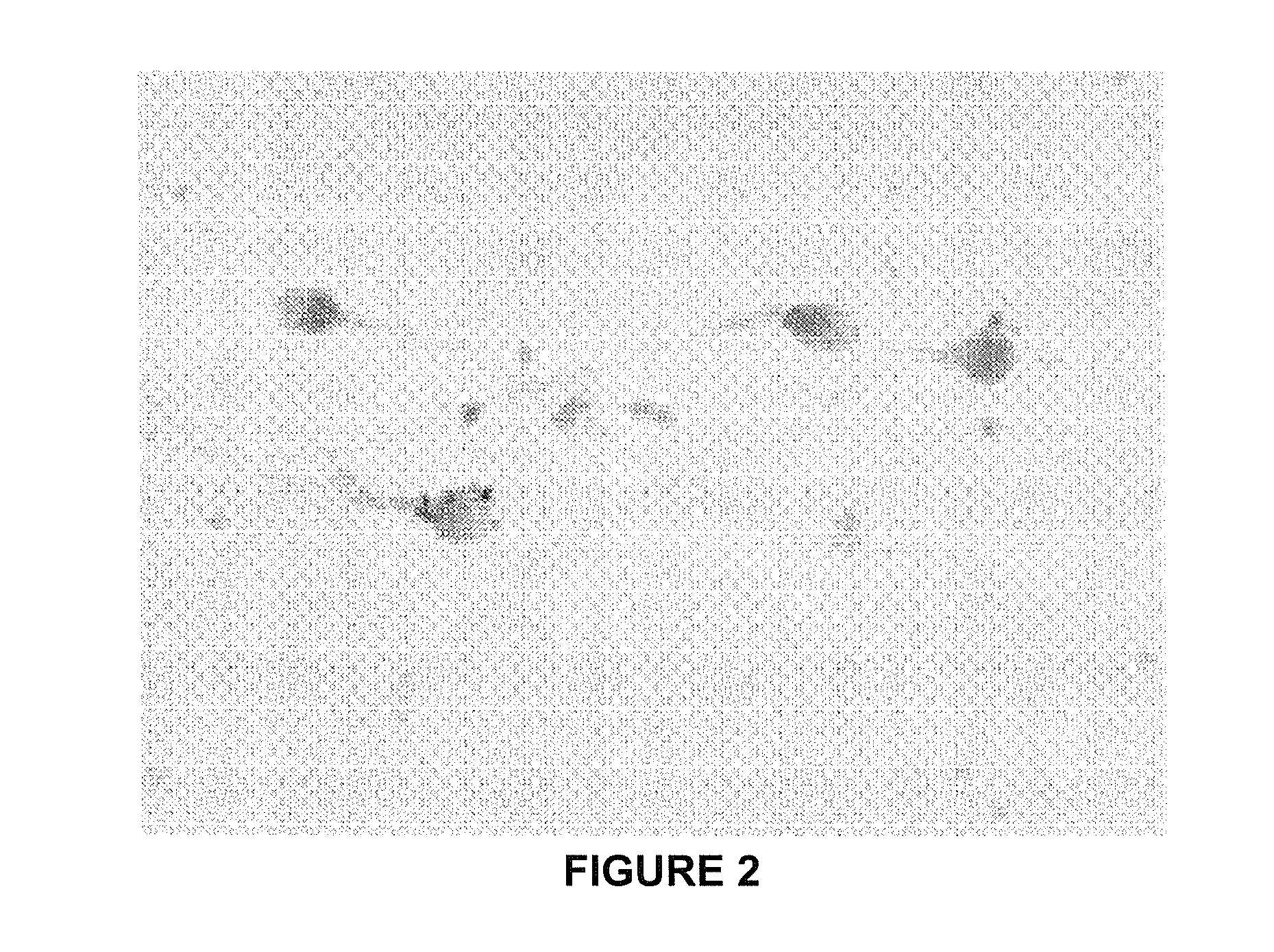 Method For Determining The Production Of Reactive Oxygen Species In A Cellular Population