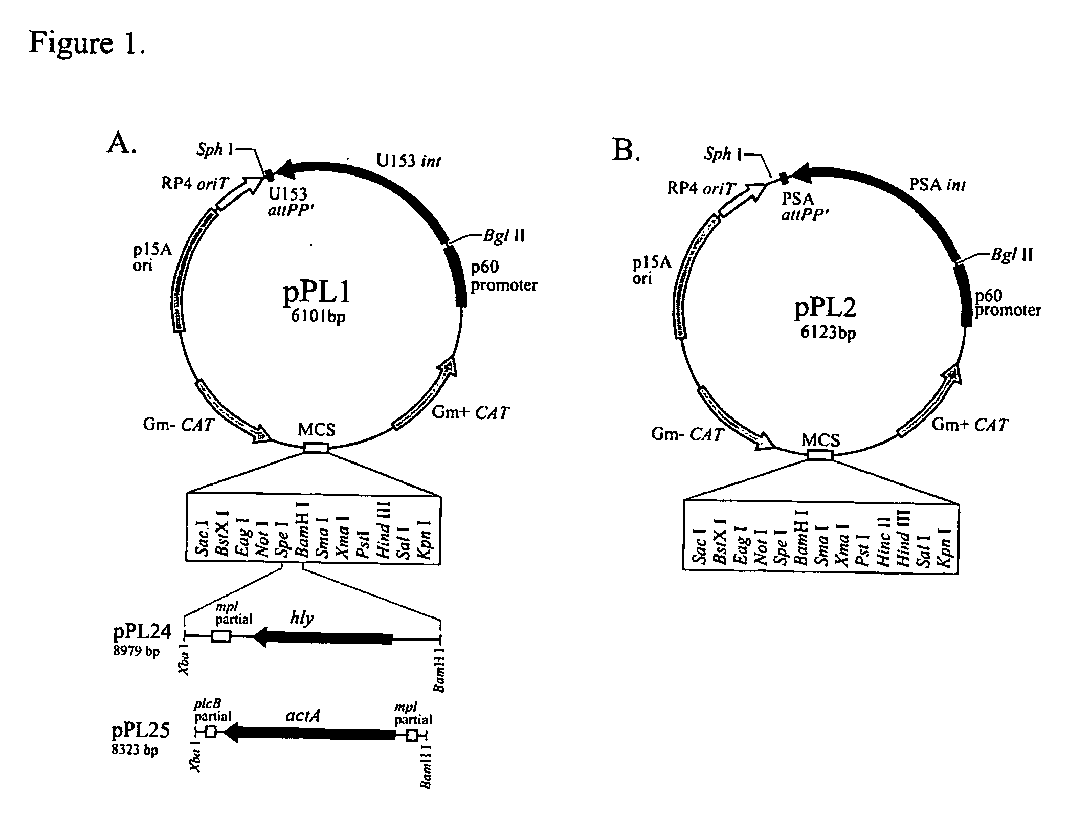Site specific listeria integration vectors and methods for using the same