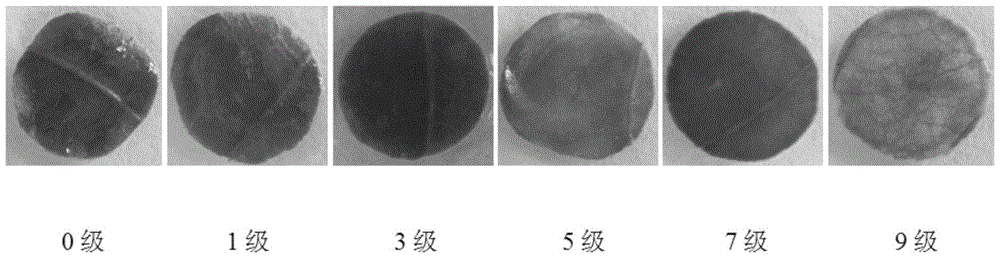 A method for identifying the heat tolerance of pepper by using isolated leaf discs