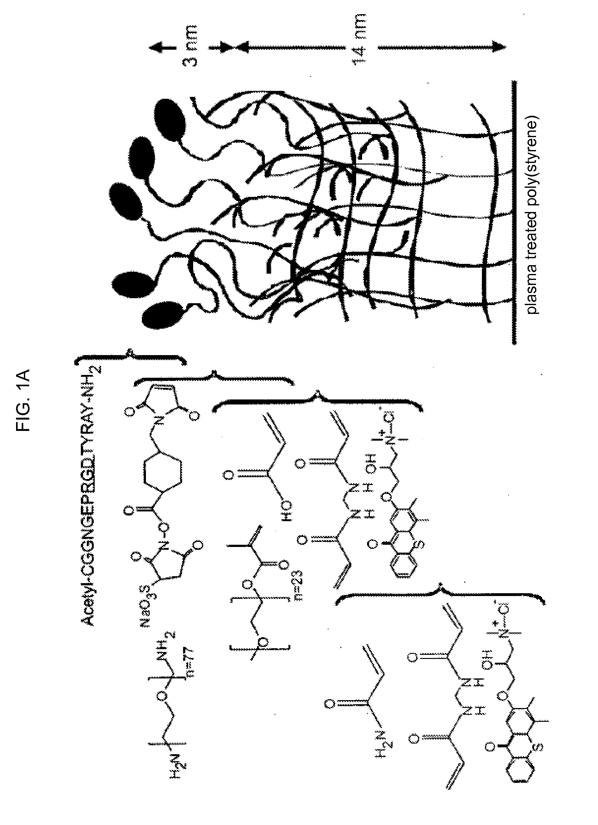 Methods and compositions for stabilizing the myocardium