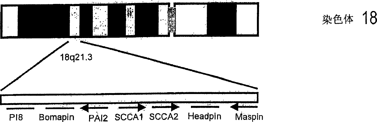 Immunoassays for specific determination of SCCA isoforms