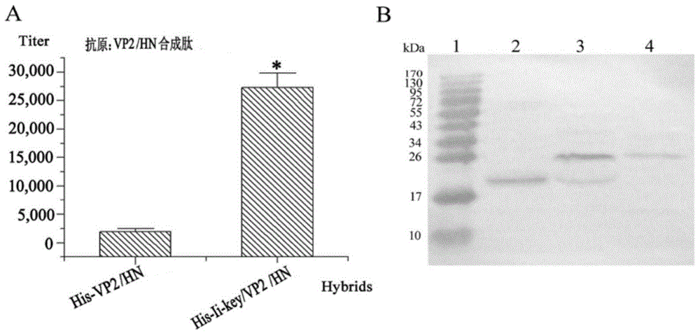 Preparation method of chimeric vaccine by using Ii-Key active tetrapeptide carrying Fabricius bursa VP2 and newcastle disease HN antigen peptide epitope