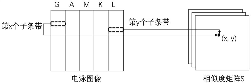 A key region identification method for immunofixation electrophoresis