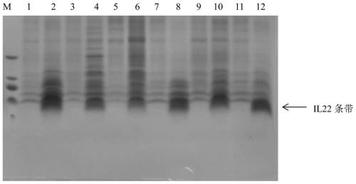 Application of recombinant porcine interleukin 22 in preparation of drugs for improving production performance of pigs