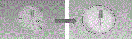 A kind of artificial seed preparation method of submerged plant bitter grass